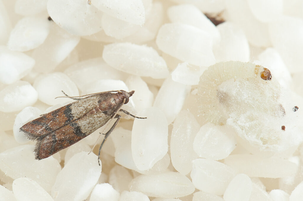 Ephestia_cautella-1024x681